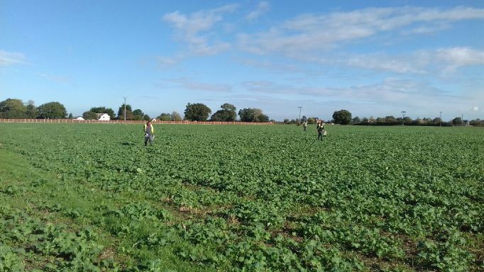 CAT staff conducting a fieldwaking survey at Mersea Dawes Lane CAT report no. 1499